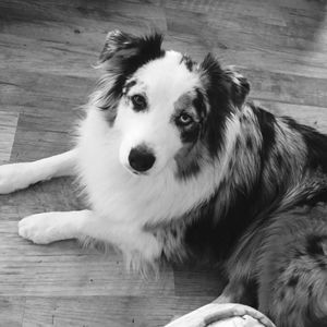 Meet your Posher, Stella